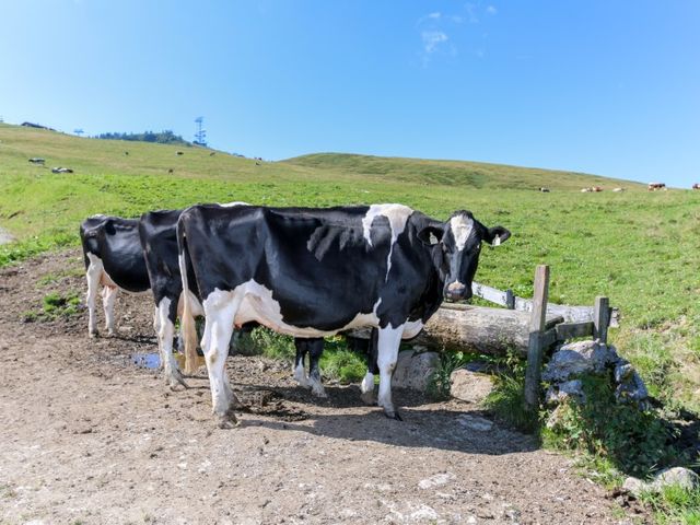 Almhütte Müllergut