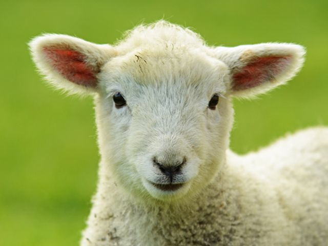 Familienbauernhöfe Großarltal