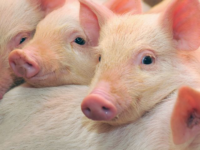 Familienbauernhöfe Großarltal