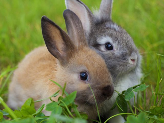 Familienbauernhöfe Großarltal